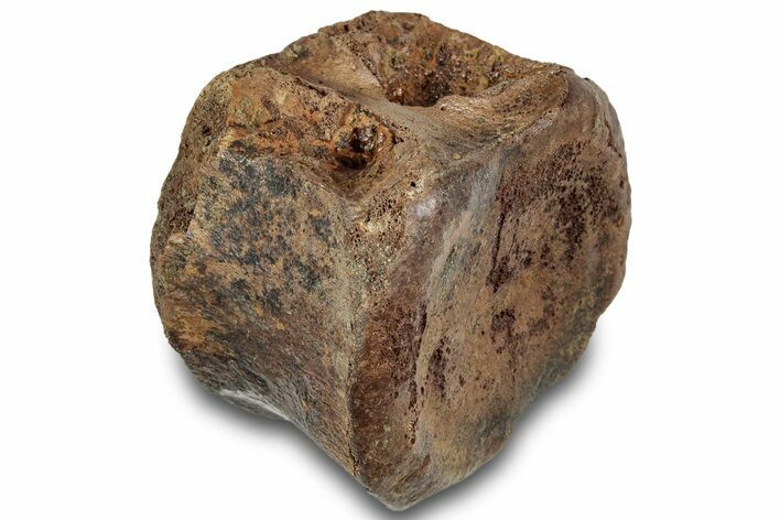 Hadrosaur (Edmontosaurus) Caudal Vertebra Centrum - South Dakota #316921